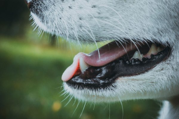 What can I give my dog for tooth pain relief? - CBD Oil For Dogs