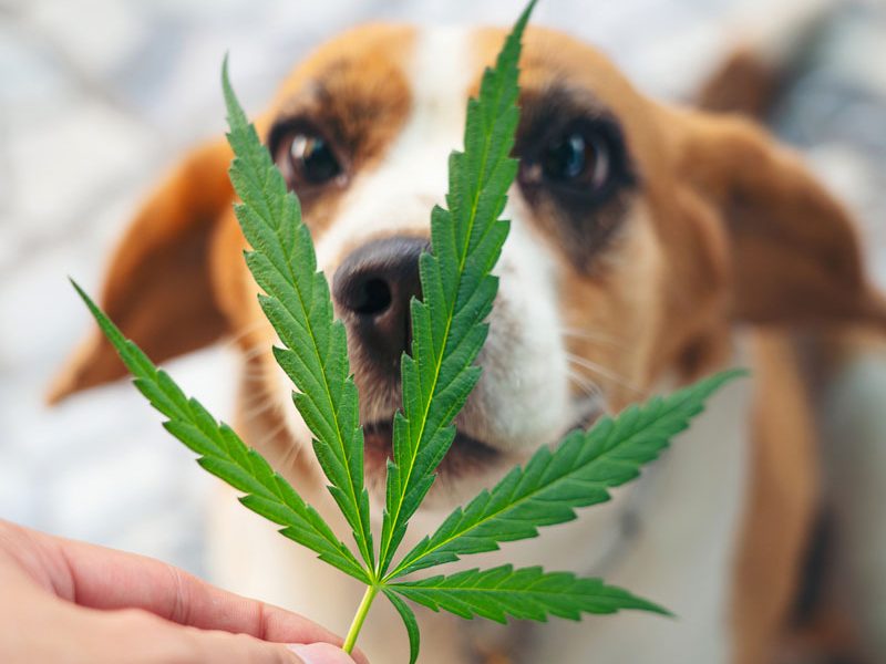 dog sniffing hemp leaf
