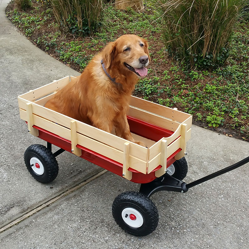 Old dog in red wagon