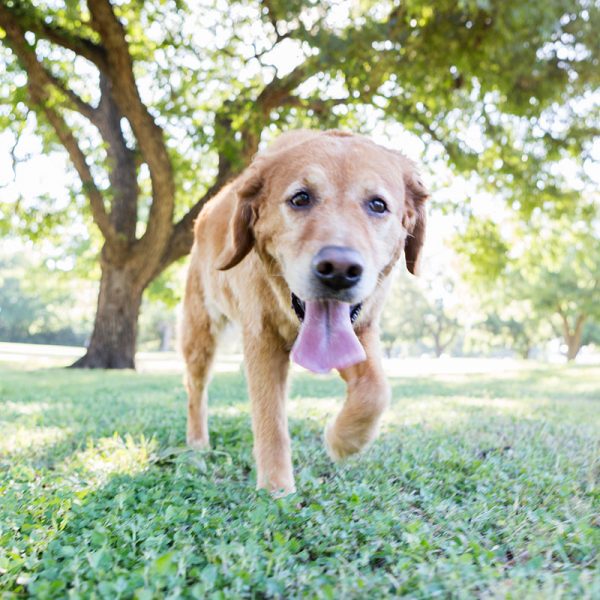 Do Dogs Pant When They Are In Pain? CBD Oil For Dogs