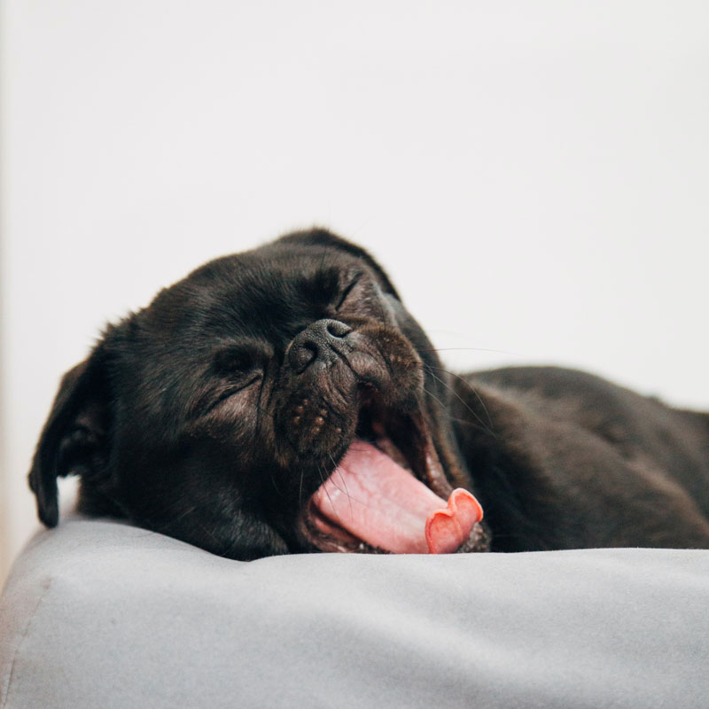 Black pug yawning