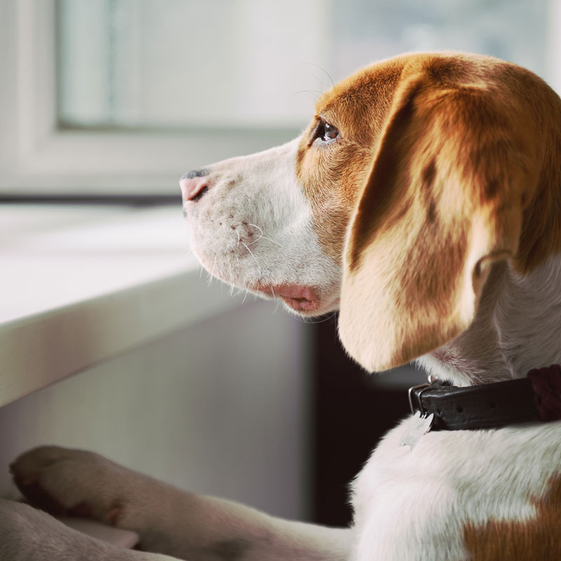 CBD oil for dogs with separation anxiety Does it really