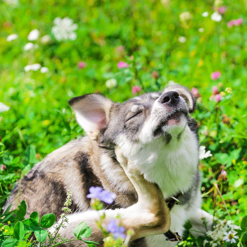 The dog itches in field of flowers