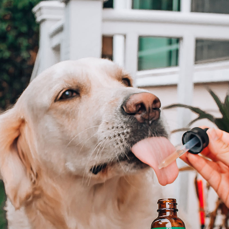 dog licking CBD oil