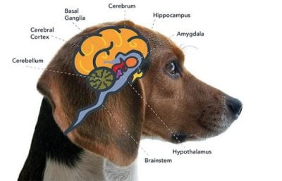Cannabinoid receptors in your pet's brain