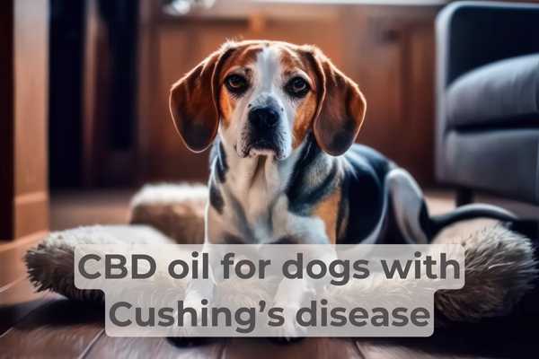 Dog suffering from cushings disease