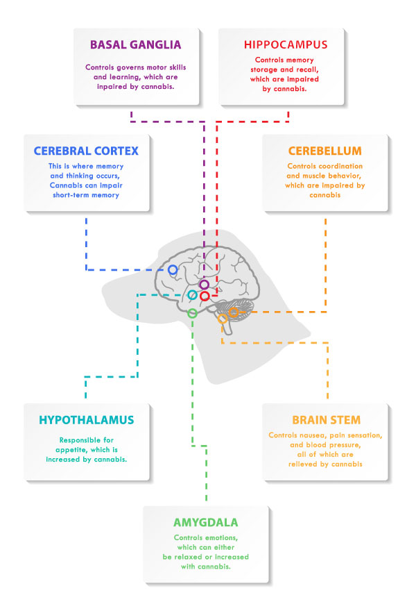 dog's brain infographic