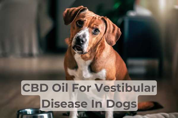 Treating dogs with vestibular disease with CBD oil