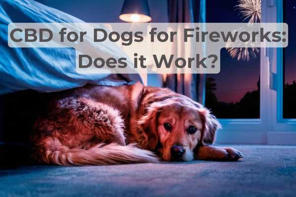 Dog cowering under the bed with fireworks in the background