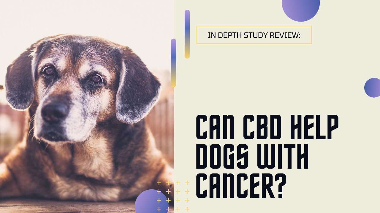Old dog, with headline asking if CBD can help dogs with cancer.
